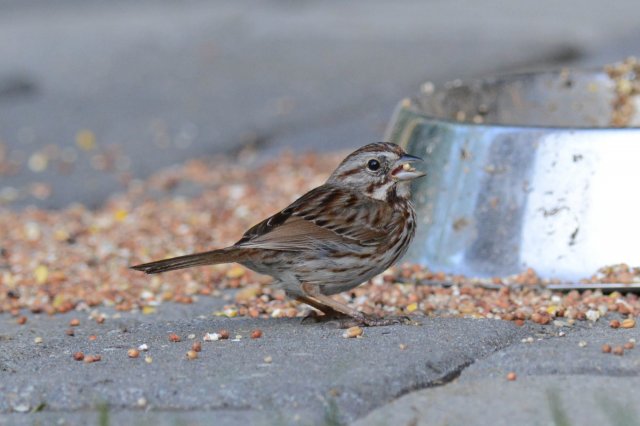 Bruant familier / Chipping Sparrow